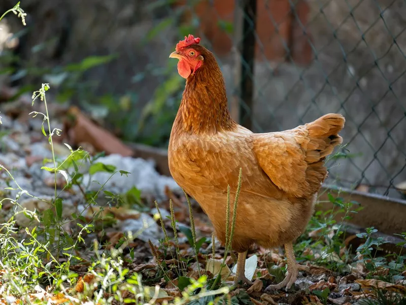 Red free range chicken