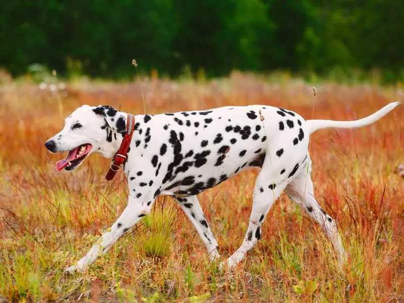 dalmation