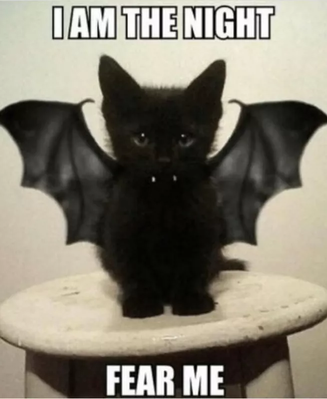 Funny Halloween cat meme