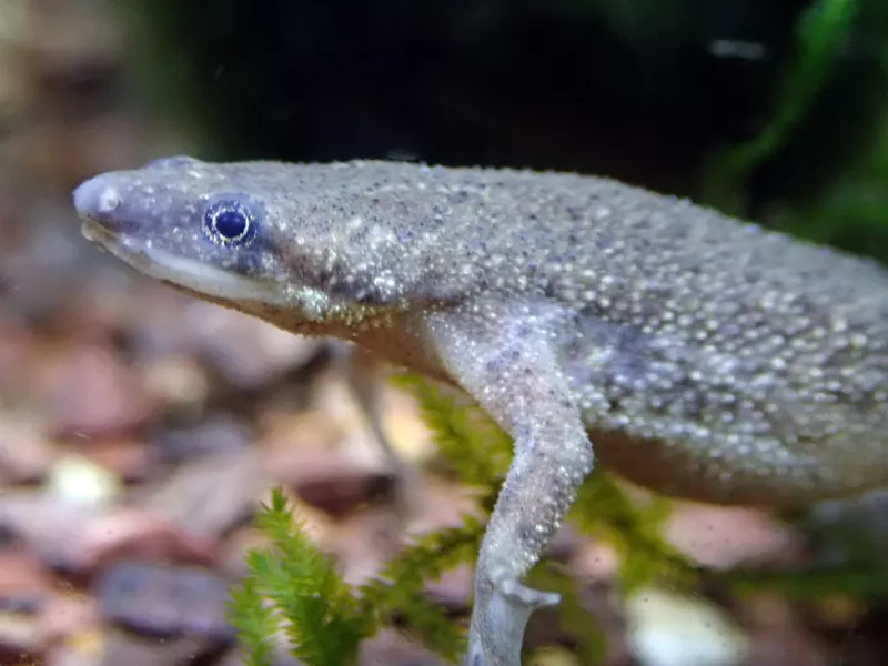 African dwarf frog