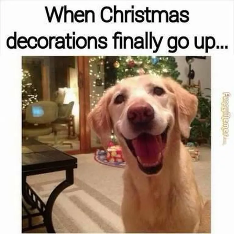 Happy Christmas dog meme