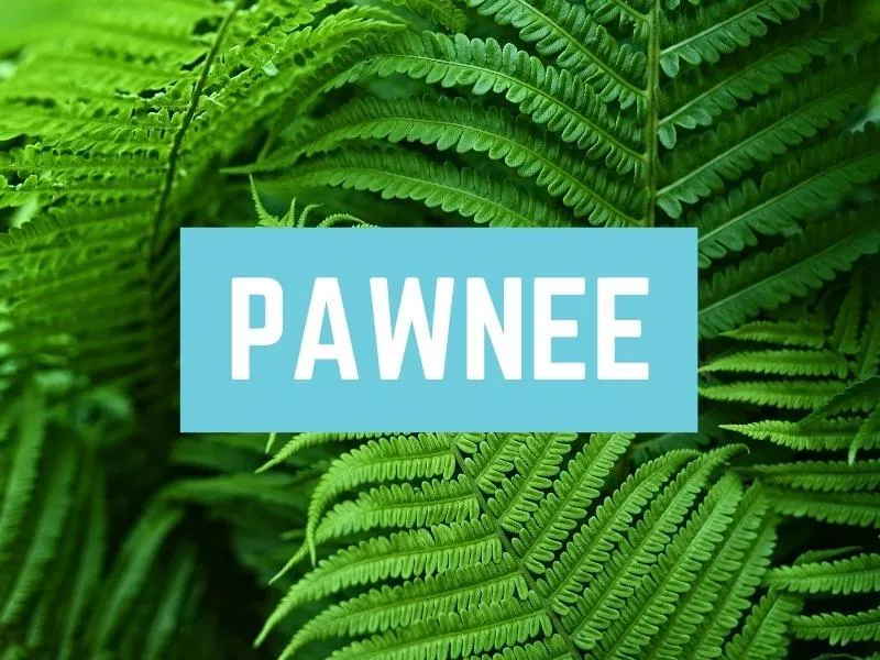 Pawnee