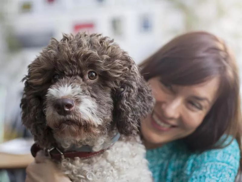 lagotto