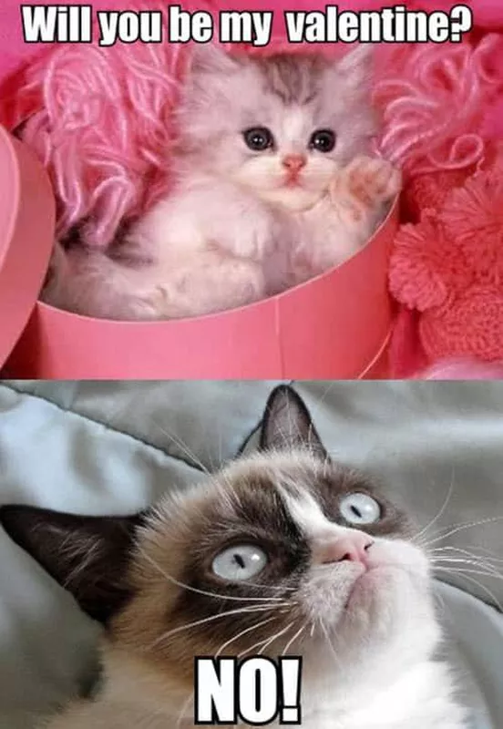 Grumpy cat meme