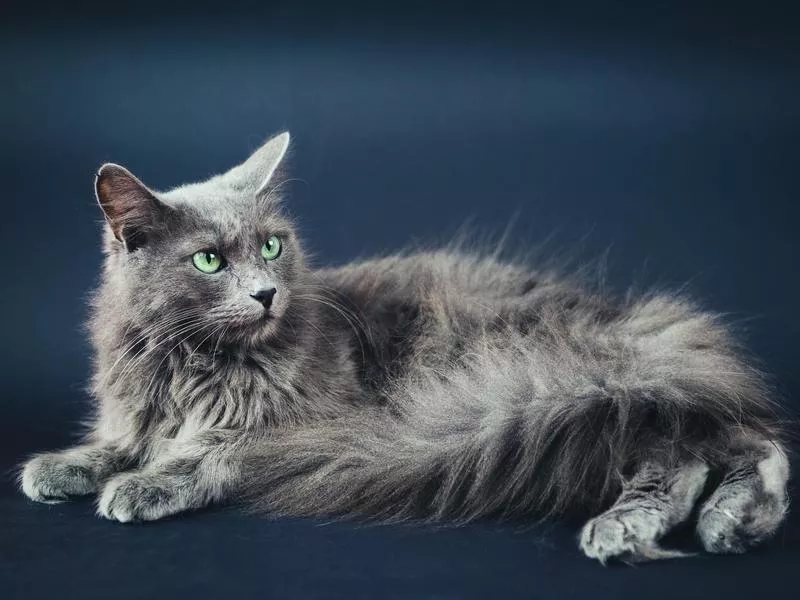 Nebelung