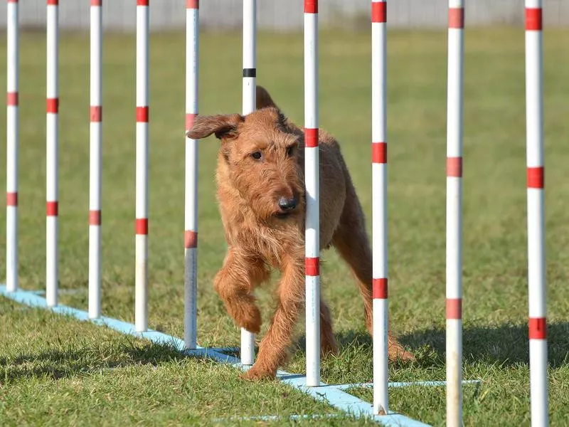 irish terrier