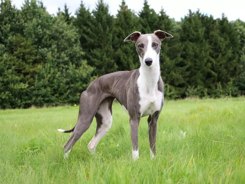 whippet