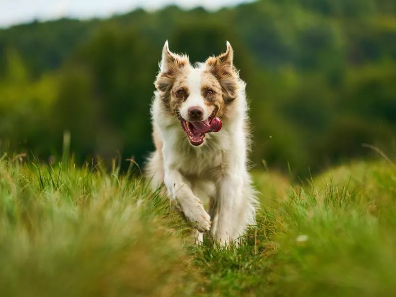 australian shepherd