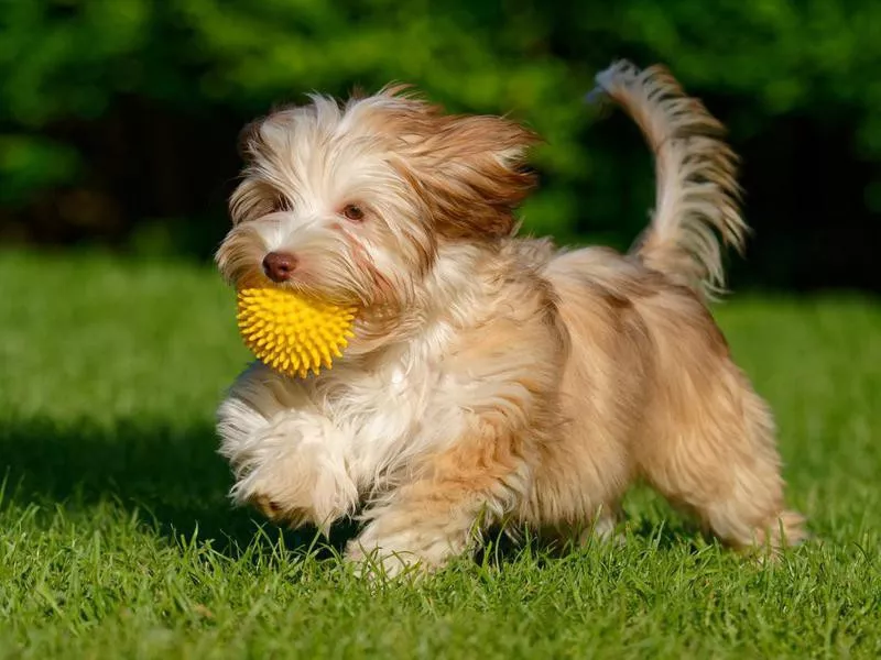 havanese with ball