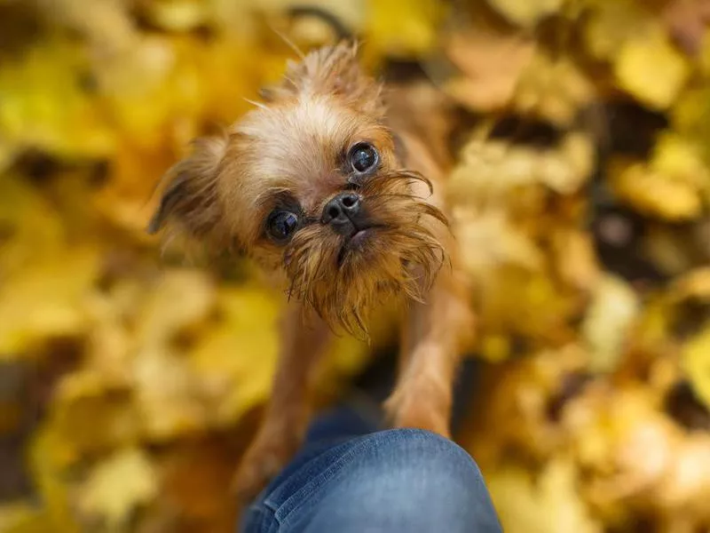 Tiny brussels dog