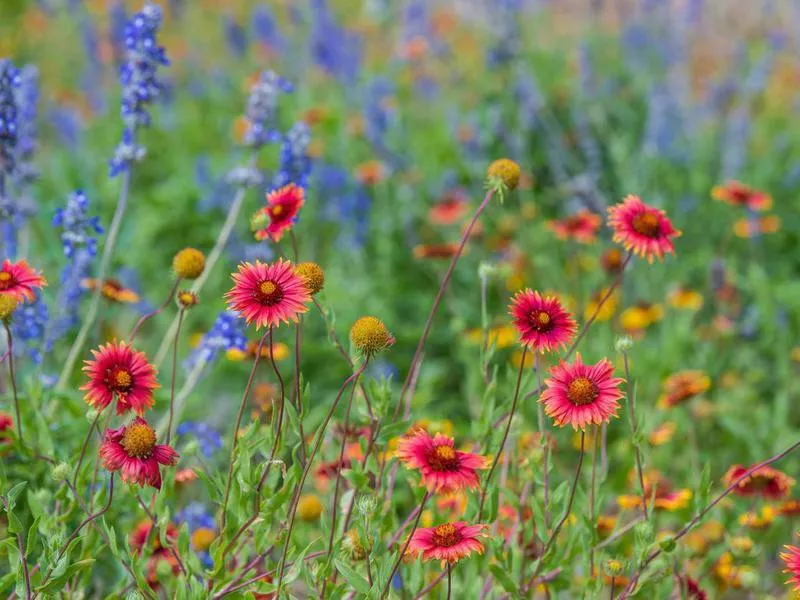 Grow a Wildflower Garden