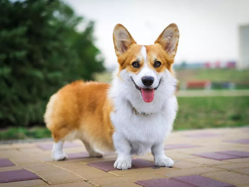 corgi