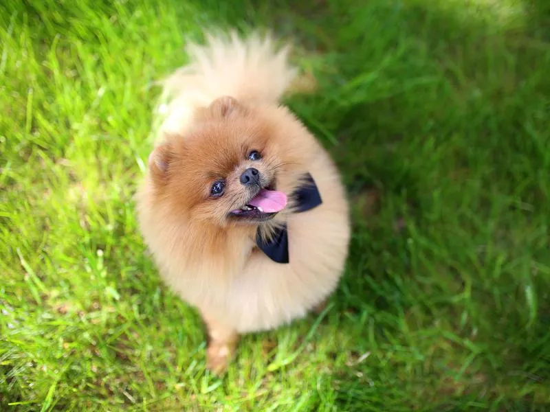 Happy pomeranian