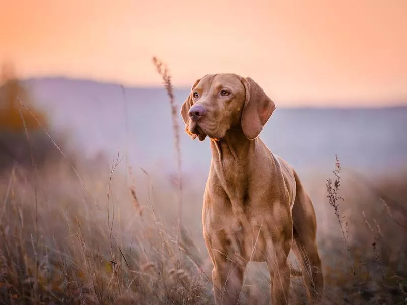 vizla