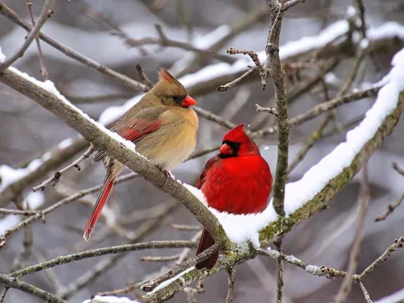 Pair of cardinals perching on a tree branch