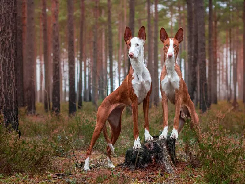 ibizan hound