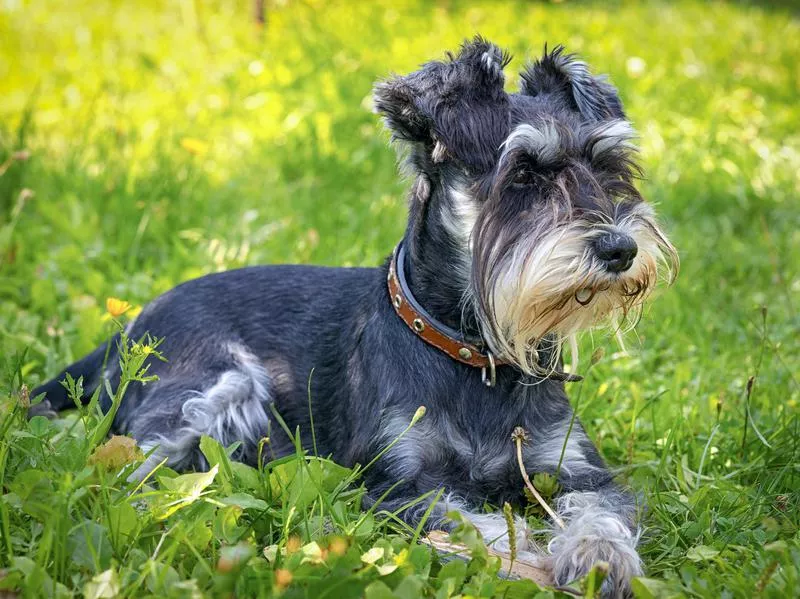 miniature schnauzer