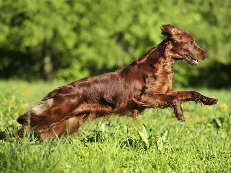 irish setter