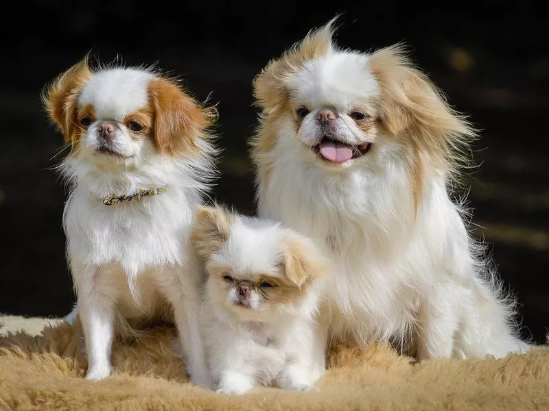 japanese chin pack