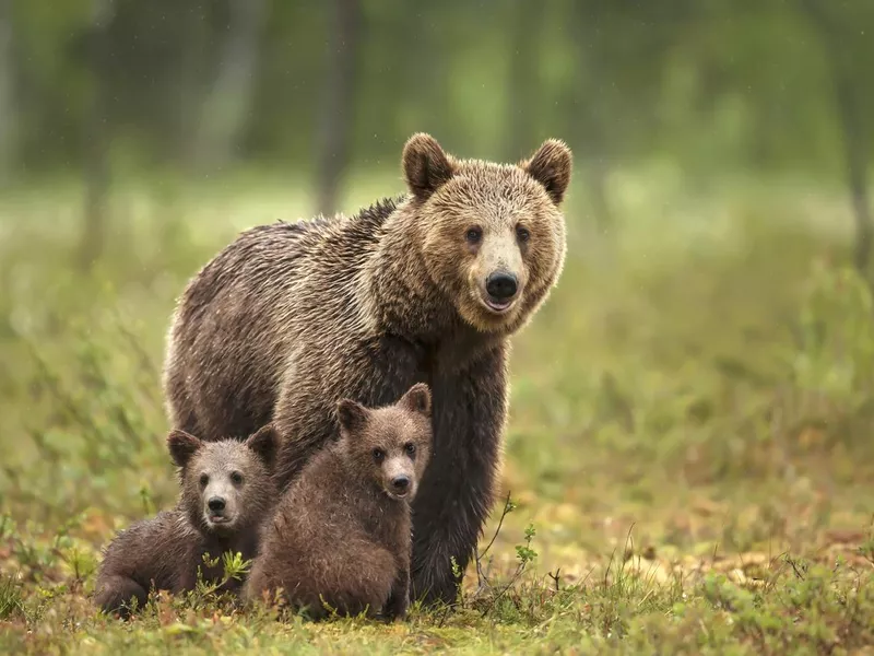 Female Eurasian brown bear and her cubs in boreal forest