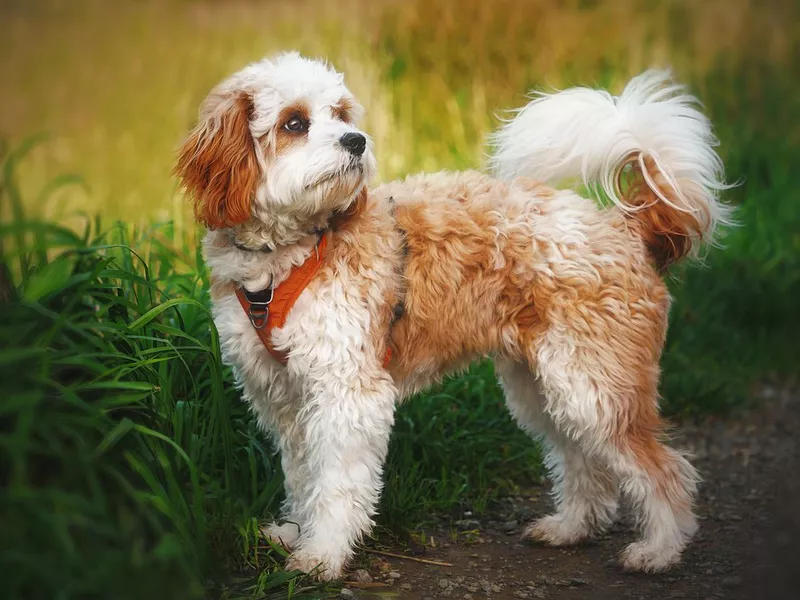 Dog standing looking away