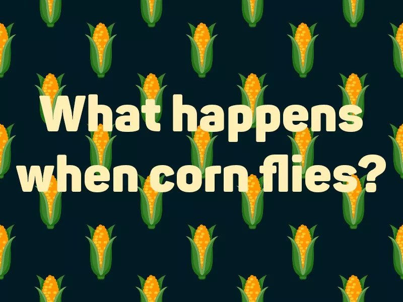 Corn