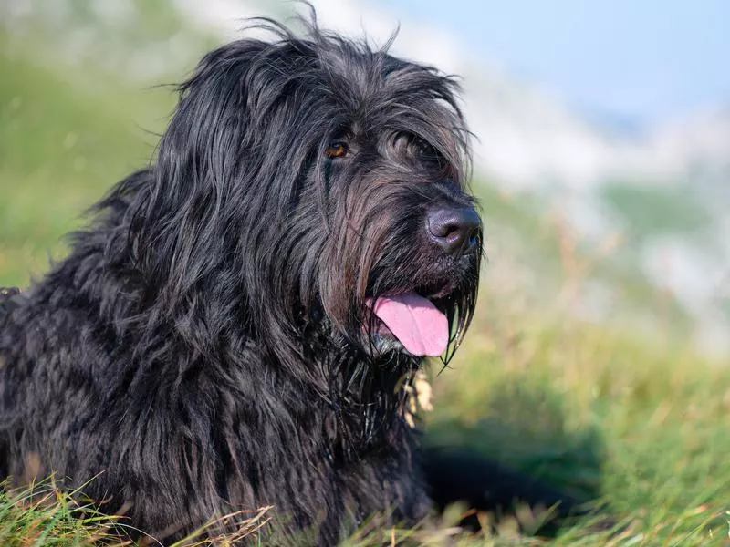 bergamasco