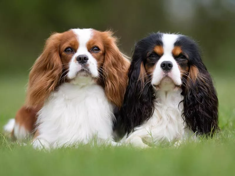 toy spaniel