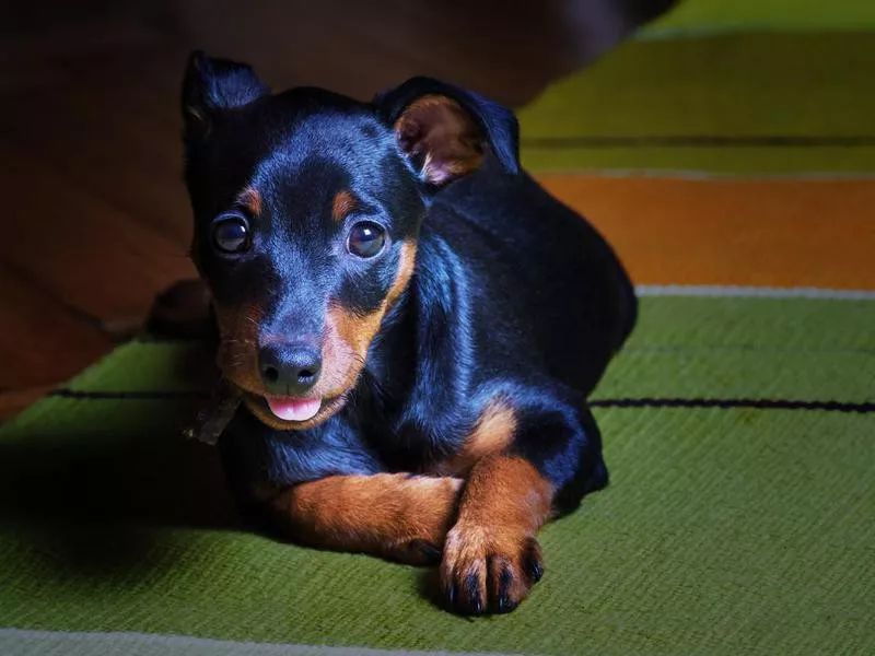 miniature pinscher