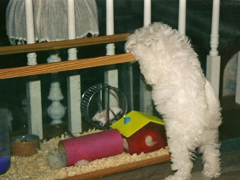 Dog looking at a mouse