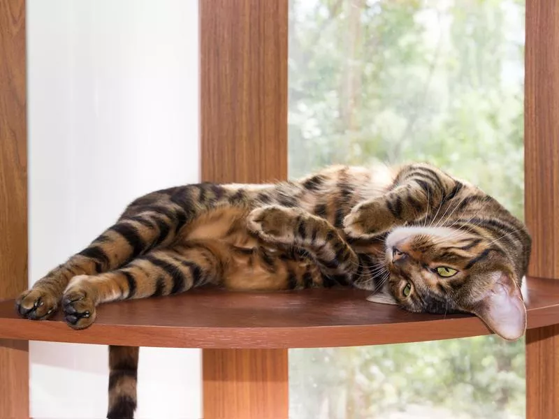 Toyger