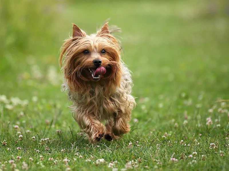 Running Silky Terrier