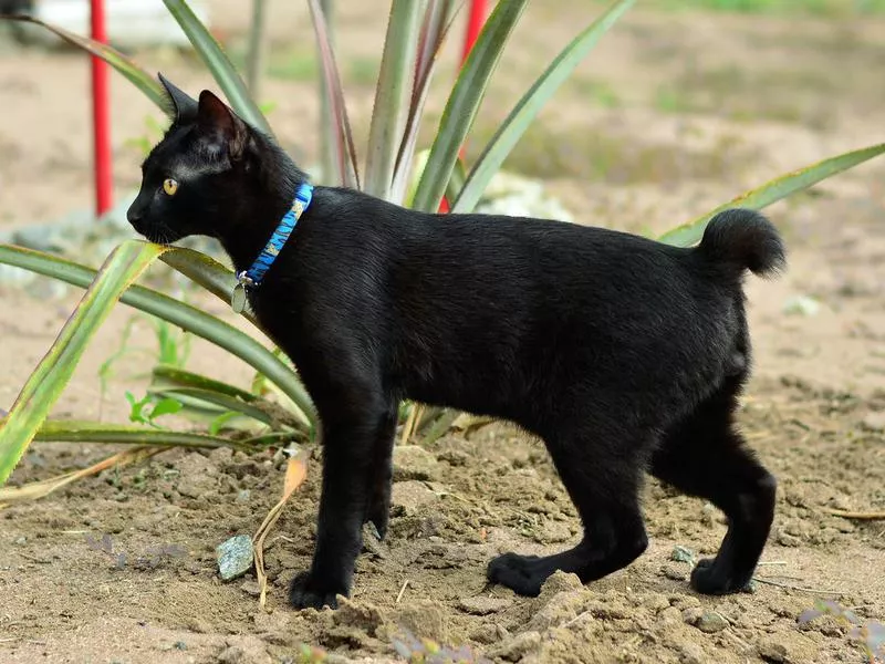 Japanese Bobtail