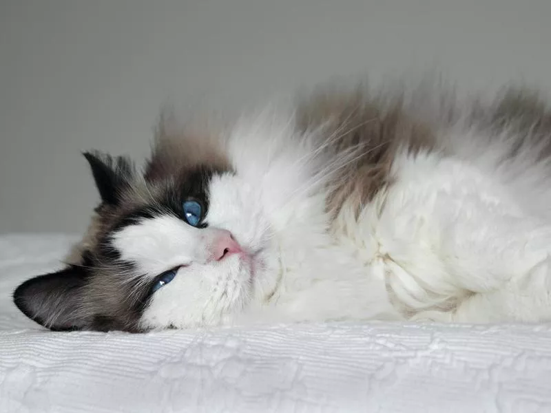 Ragdoll