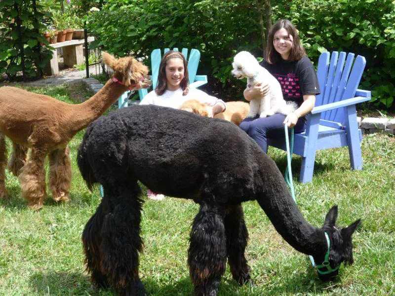 Two pet alpacas