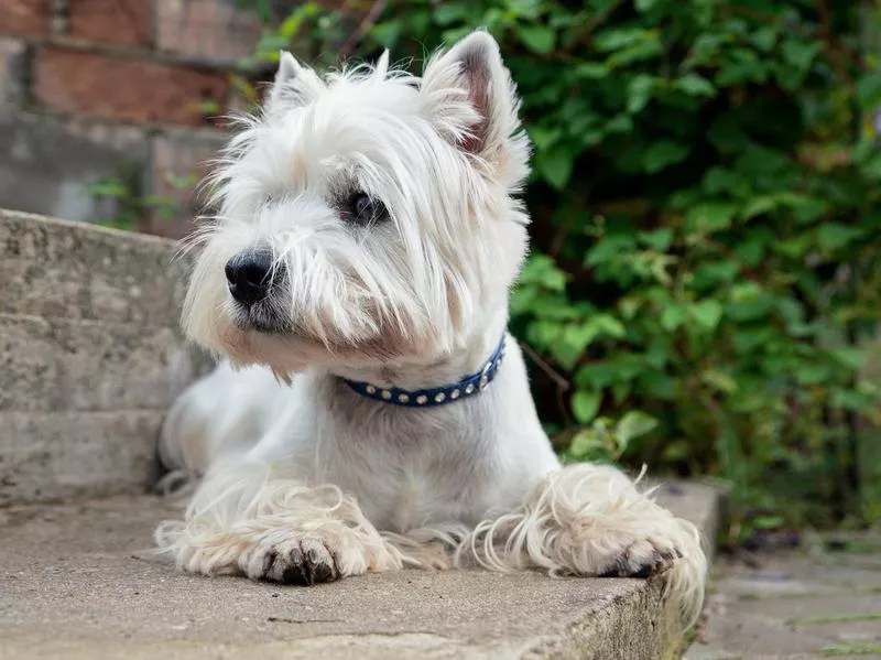 westie