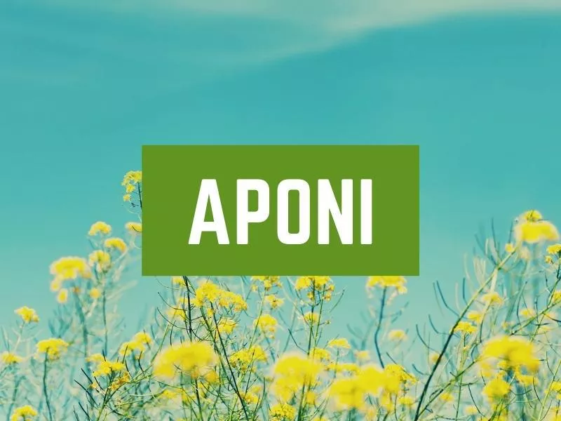 Aponi