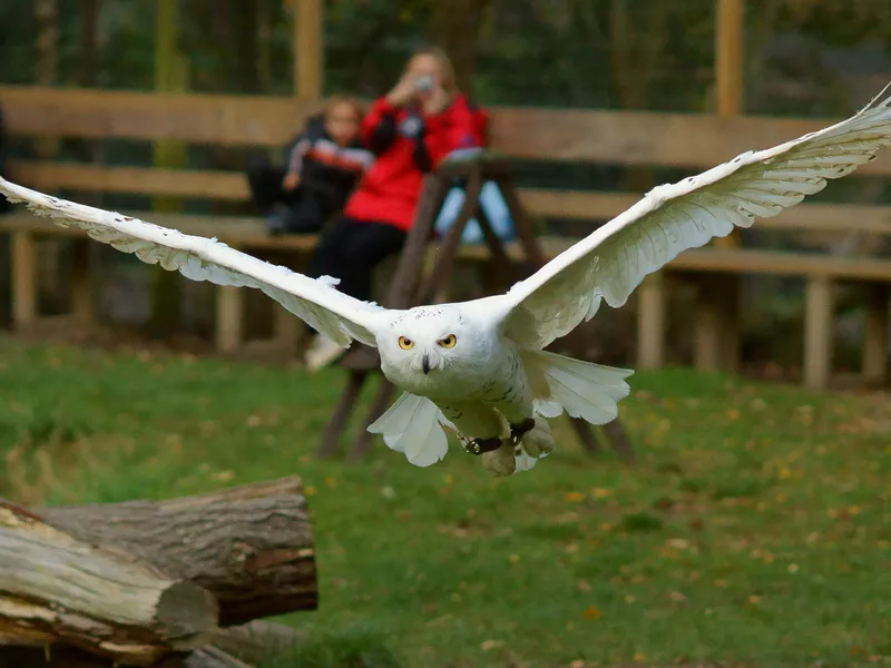 Hedwig