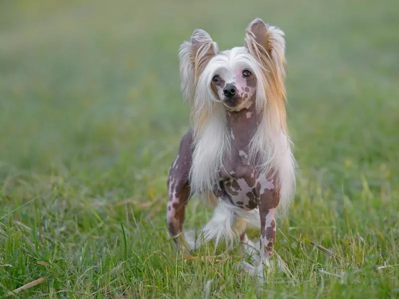 chinese crested