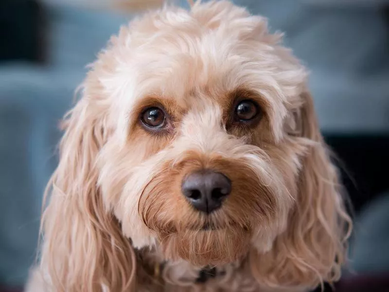 cavapoo