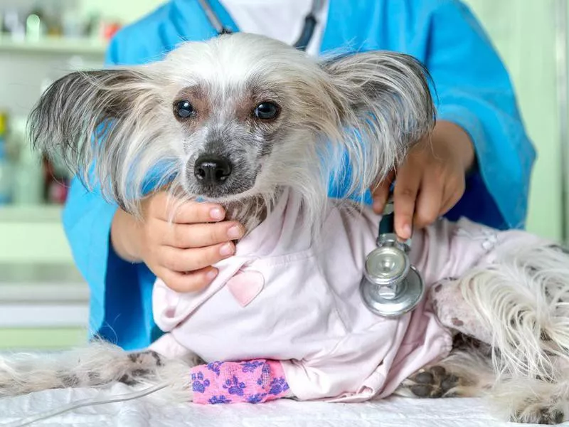 chinese crested