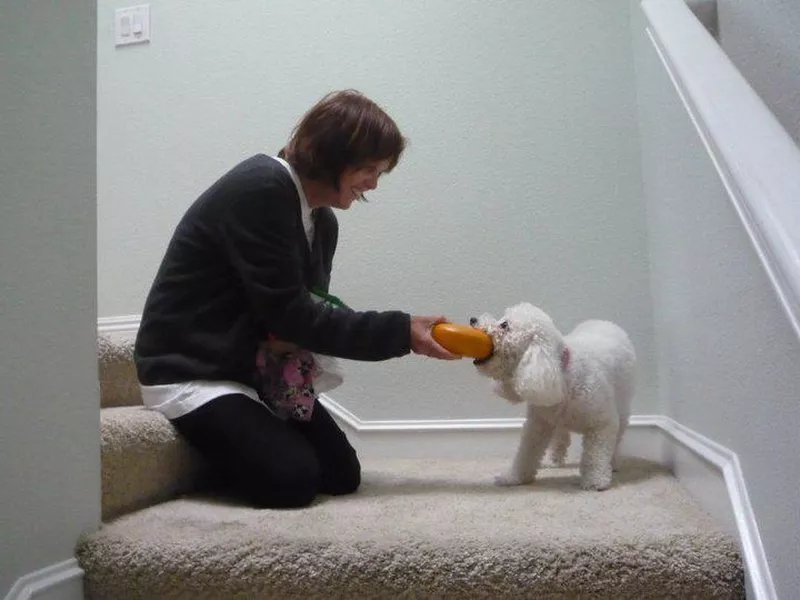 Pet dog eating a block of cheese