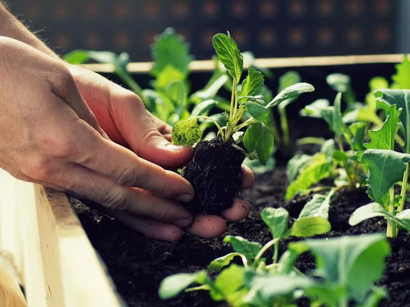 Start a Vegetable Patch