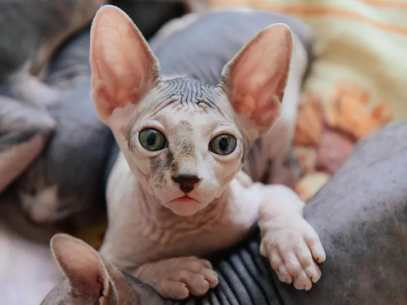 Sphynx