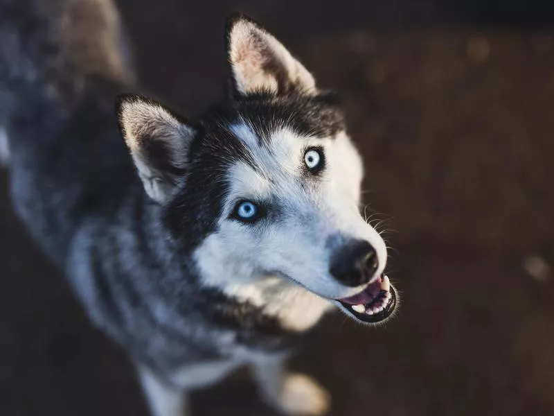 siberian husky