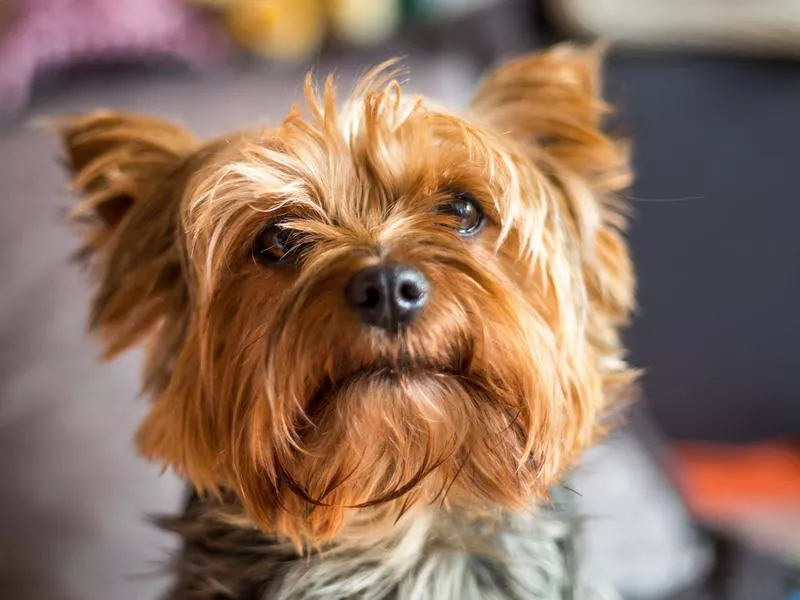 yorkshire terrier