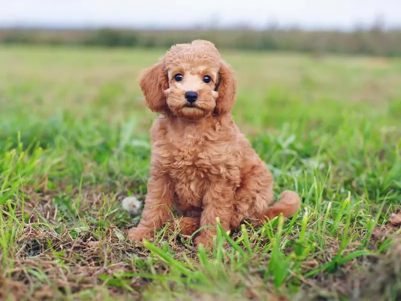 toy poodle