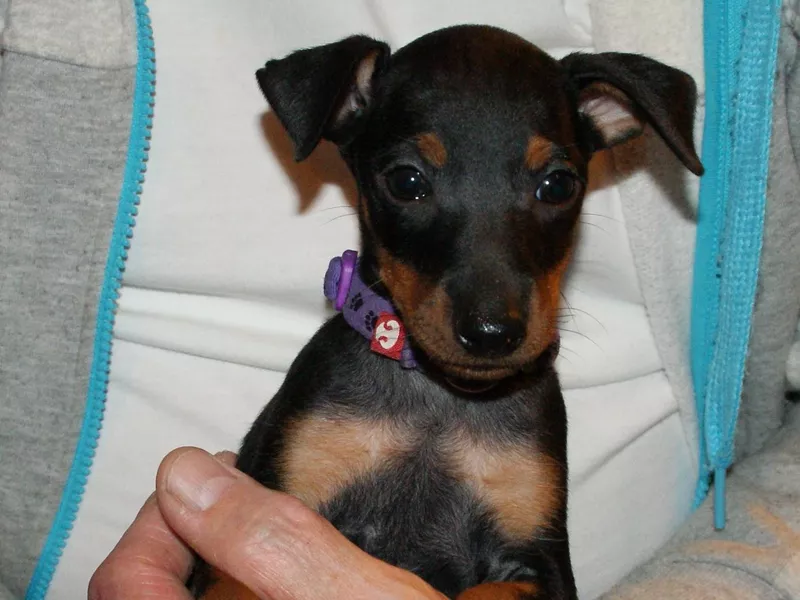 English Toy Terrier