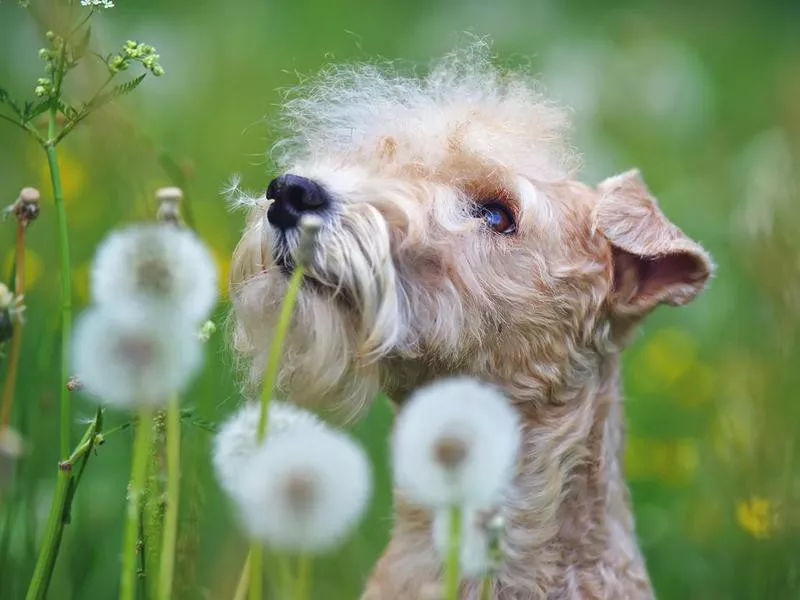 Lakeland terrier dog breed