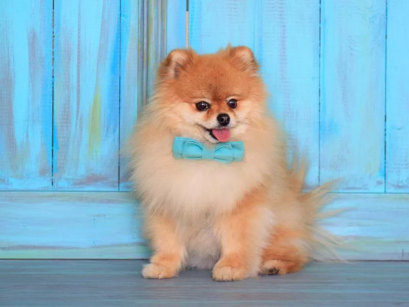 pomeranian